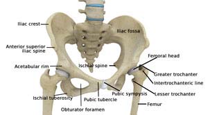 hip anatomy